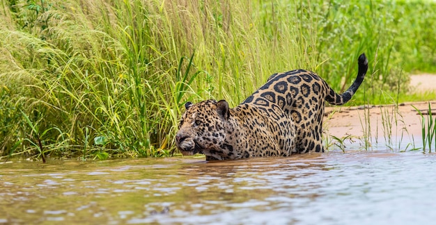 Retrato de un jaguar en la selva