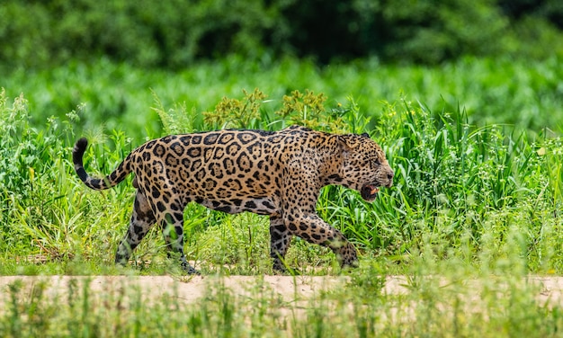 Retrato de un jaguar en la selva