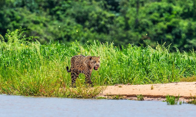 Retrato de un jaguar en la selva