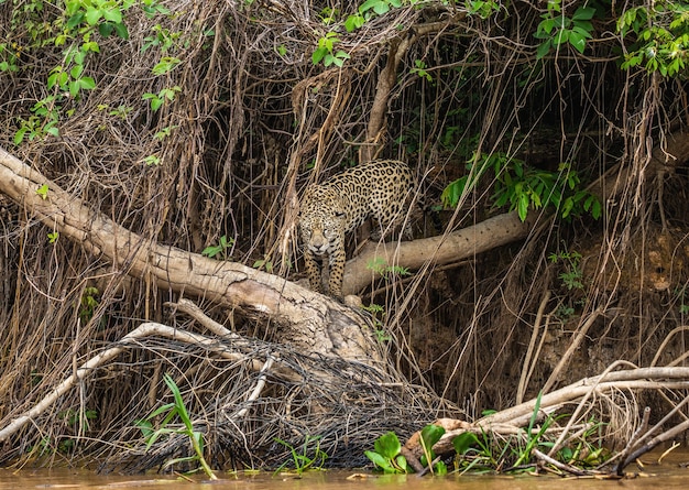 Retrato de un jaguar en la selva