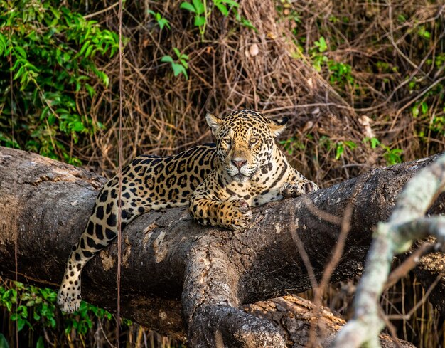 Retrato de un jaguar en la selva