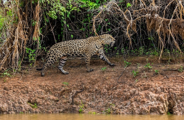 Retrato de un jaguar en la selva