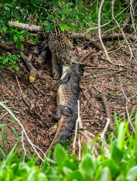 Retrato de un jaguar en la selva
