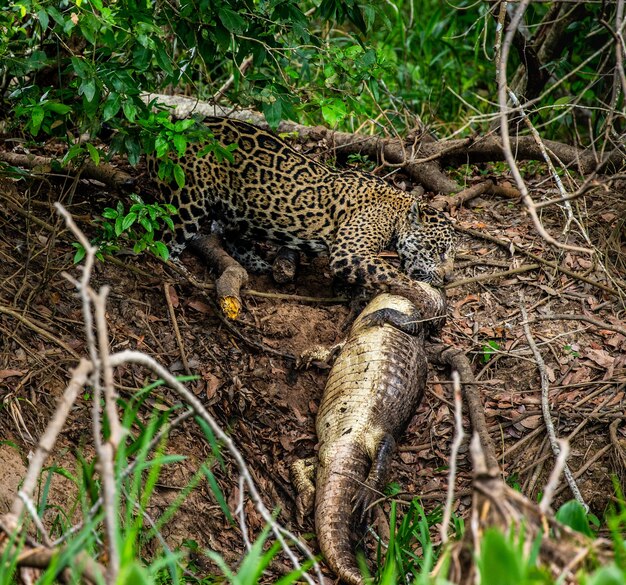 Retrato de un jaguar en la selva