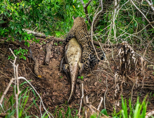 Retrato de un jaguar en la selva