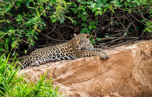 Retrato de un jaguar en la selva