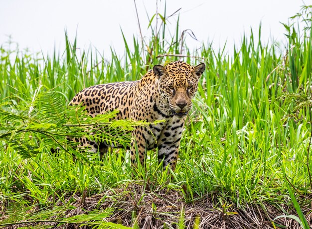 Retrato de un jaguar en la selva