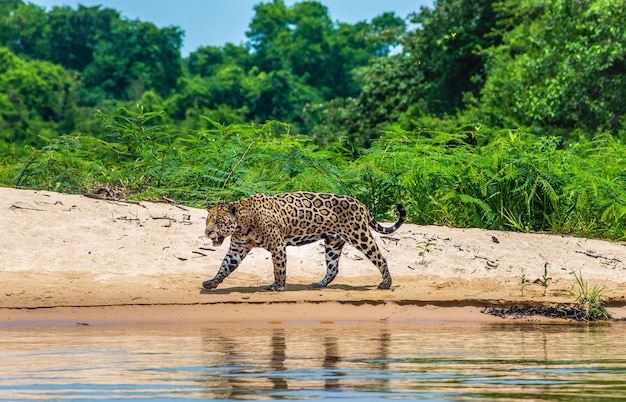 Retrato de un jaguar en la selva