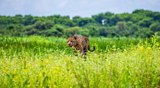 Retrato de un jaguar en la selva