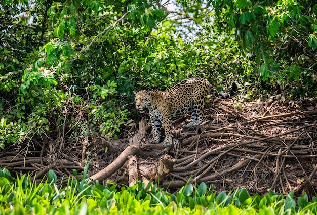 Retrato de un jaguar en la selva