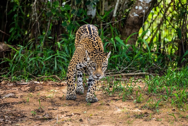 Retrato de un jaguar en la selva