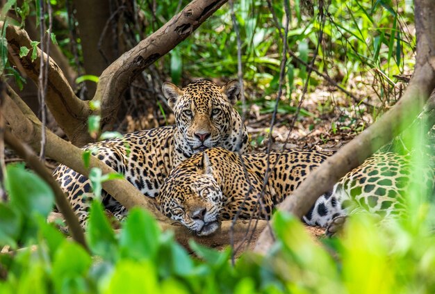 Retrato de jaguares en la selva