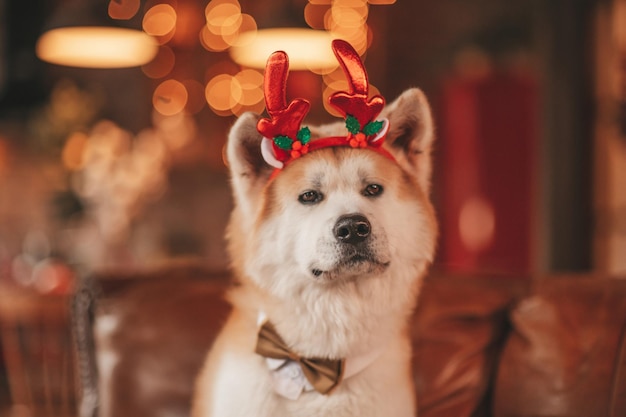 Foto retrato de japonés alegre raza de perro akita inu con pajarita en el albergue decorado de navidad