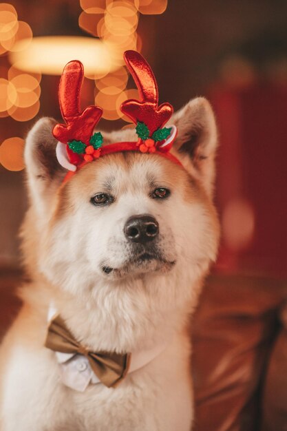 Foto retrato de japonés feliz alegre raza de perro akita inu con pajarita en la cabaña decorada de navidad
