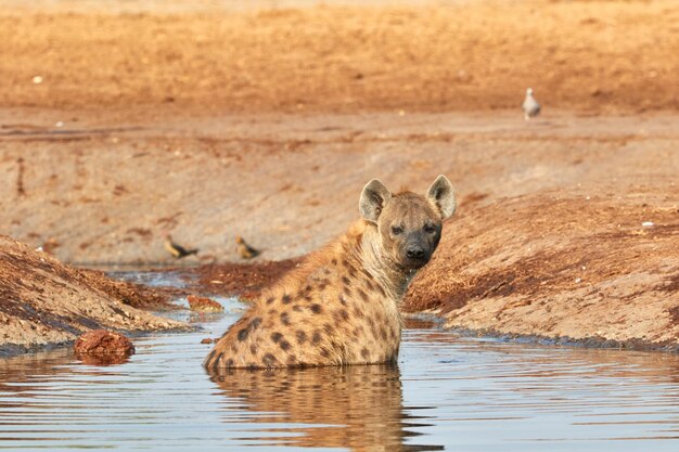 Retrato de una jirafa bebiendo agua