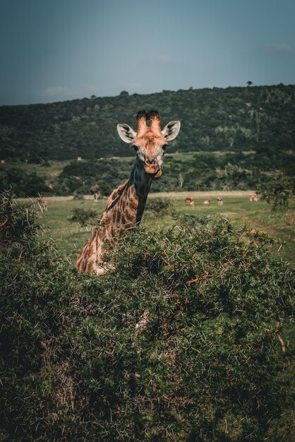 Foto retrato de una jirafa en el campo