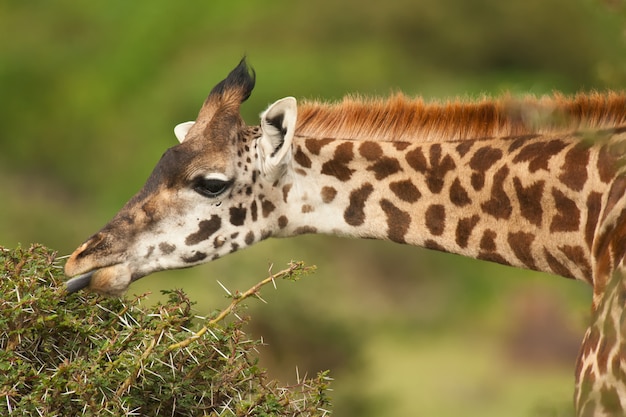 Retrato de una jirafa comiendo