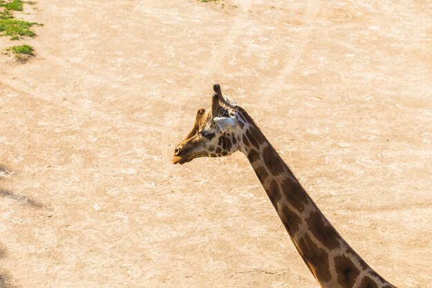 retrato de jirafa en la naturaleza