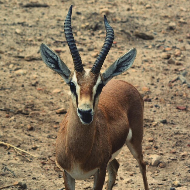 Foto retrato de una jirafa de pie en el campo