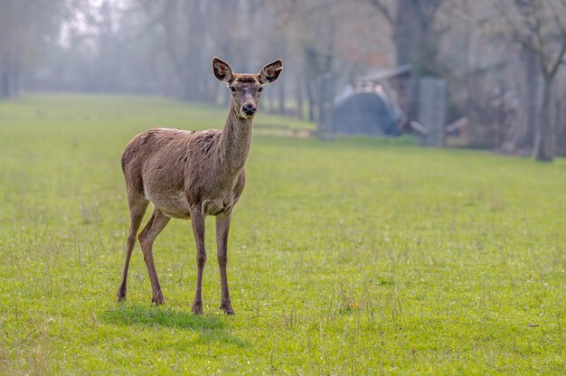 Foto retrato de una jirafa de pie en el campo