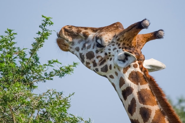 Foto retrato de jirafa rothschilds, parque nacional de murchison falls, uganda, áfrica