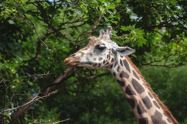 Retrato de una jirafa sobre un fondo de árboles. hermoso animal comiendo hojas