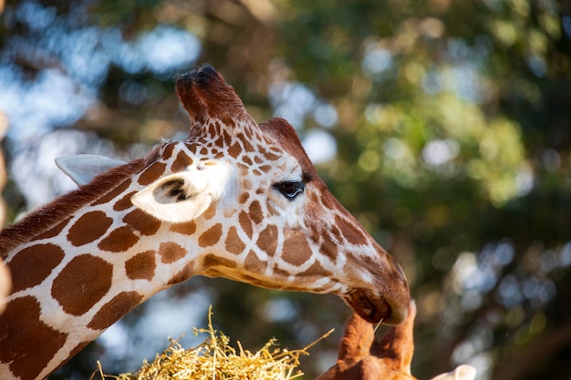 Retrato Las jirafas de la familia Masai comen heno seco. Enfoque selectivo de Giraffa camelopardalis reticulata contra el hermoso fondo de naturaleza borrosa. Cerrar Cabeza de animal de jirafa masticando vegetación en el medio silvestre