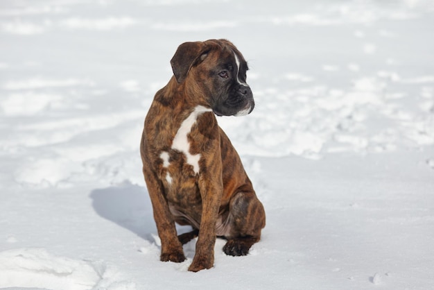 Retrato de un joven boxeador cachorro de tigre foto en color en invierno sobre un fondo nevado