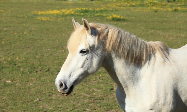 Retrato de un joven caballo blanco en un prado