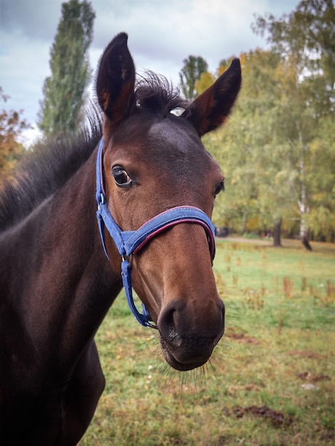 Retrato de un joven caballo marrón