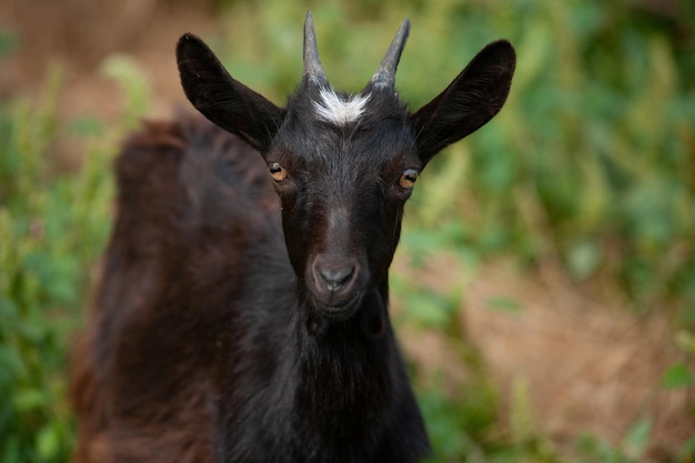 Retrato de una joven cabra negra