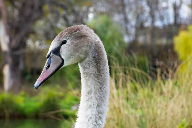 Retrato de un joven cisne gris en el fondo del parque