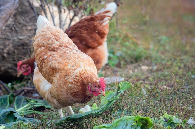 Retrato de una joven gallina marrón picoteando hojas de repollo en un patio libre