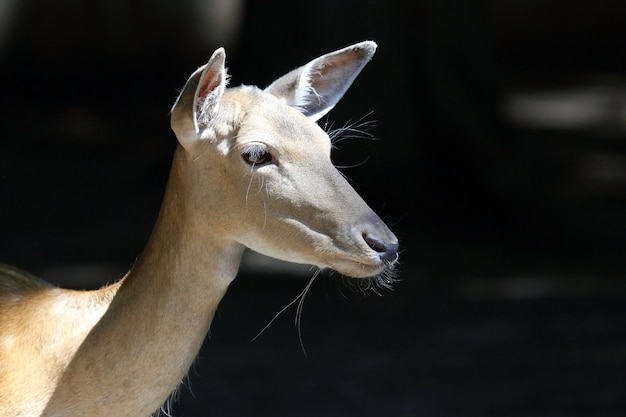 Retrato de un joven gamo