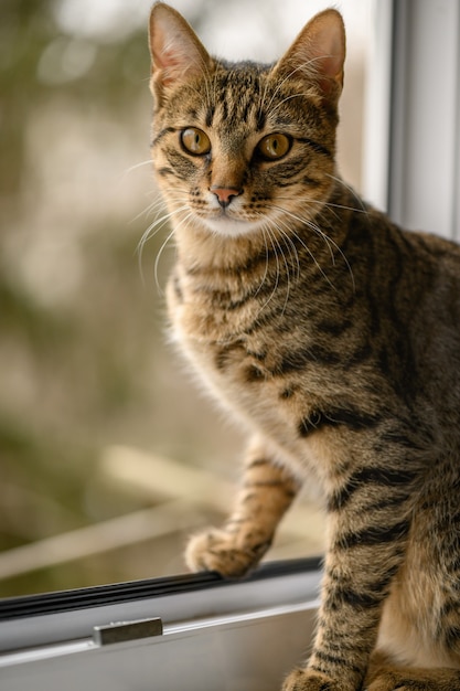 Retrato de joven gato europeo de pelo corto