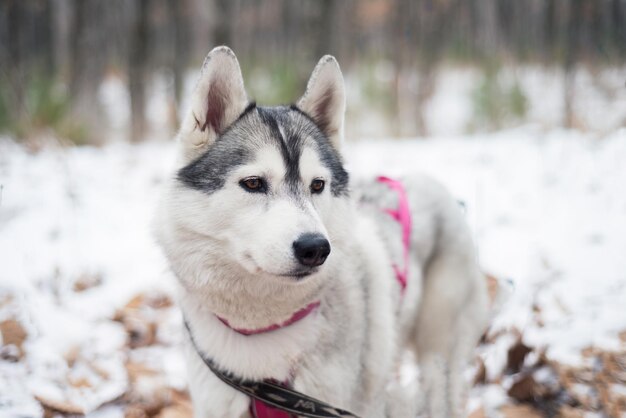 Foto retrato de un joven husky siberiano que mira hacia otro lado