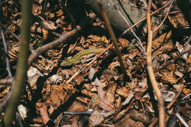 Retrato de un joven lagarto de arena verde disfruta del sol de la tarde en un sol de primavera en la hierba