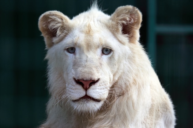 El retrato de un joven león blanco