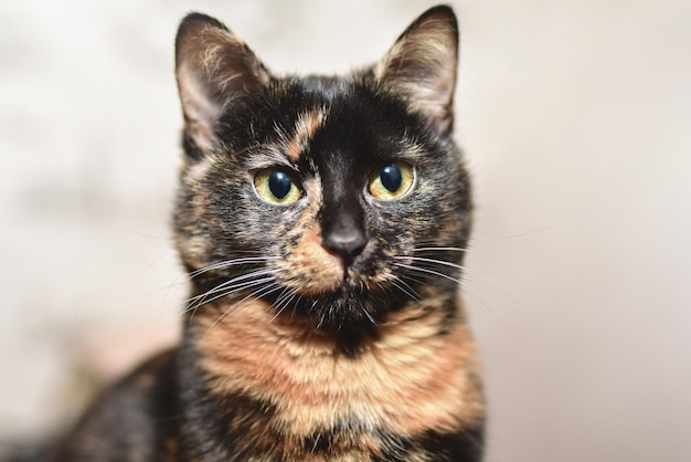 Retrato de una joven y linda gata tricolor con ojos de color verde anaranjado