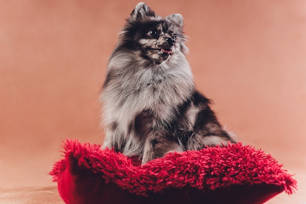 Retrato de un joven lobo spitz disparó en estudio sobre una almohada roja.