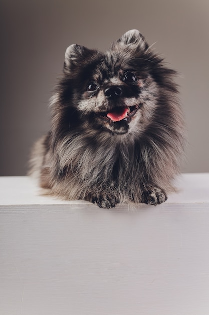 Retrato de un joven lobo spitz disparó en estudio