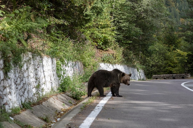 Retrato de joven oso salvaje se encuentra cerca de la carretera de Transfagaras Rumania