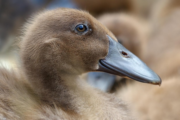 Retrato de joven patito marrón agradable y esponjoso en primer plano