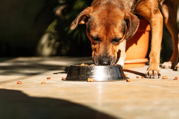 Retrato de una joven perra comiendo croquetas caninas