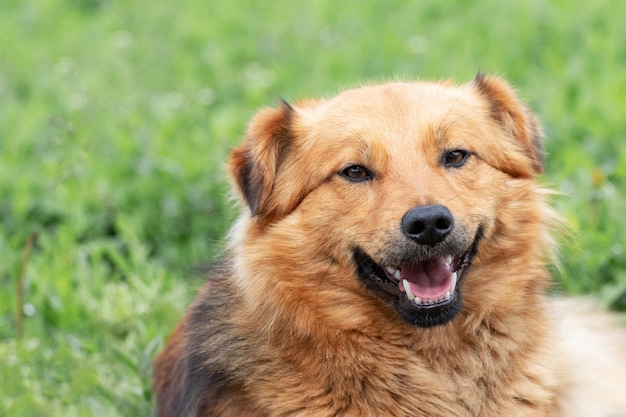 Retrato de un joven perro peludo marrón sobre un fondo de hierba verde