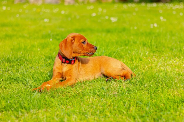 Foto retrato de joven perro vizsla marrón en pradera de hierba