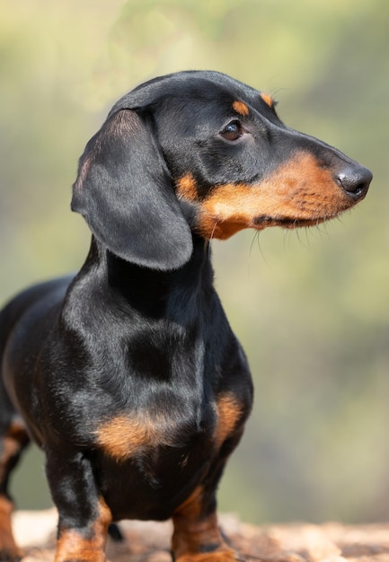 Retrato de joven Teckel de pelo corto negro Ministura perro de pura raza alemana