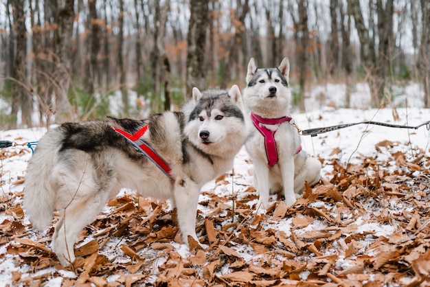 Retrato de jóvenes perros husky siberianos juntos