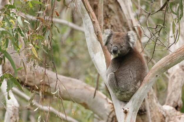 Foto retrato de un koala en un árbol de goma