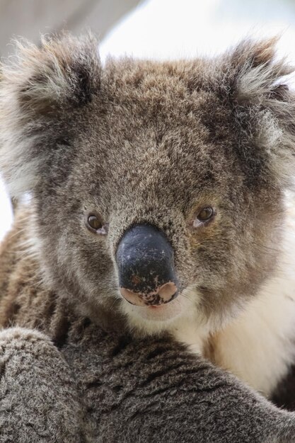 Foto retrato de un koala en primer plano